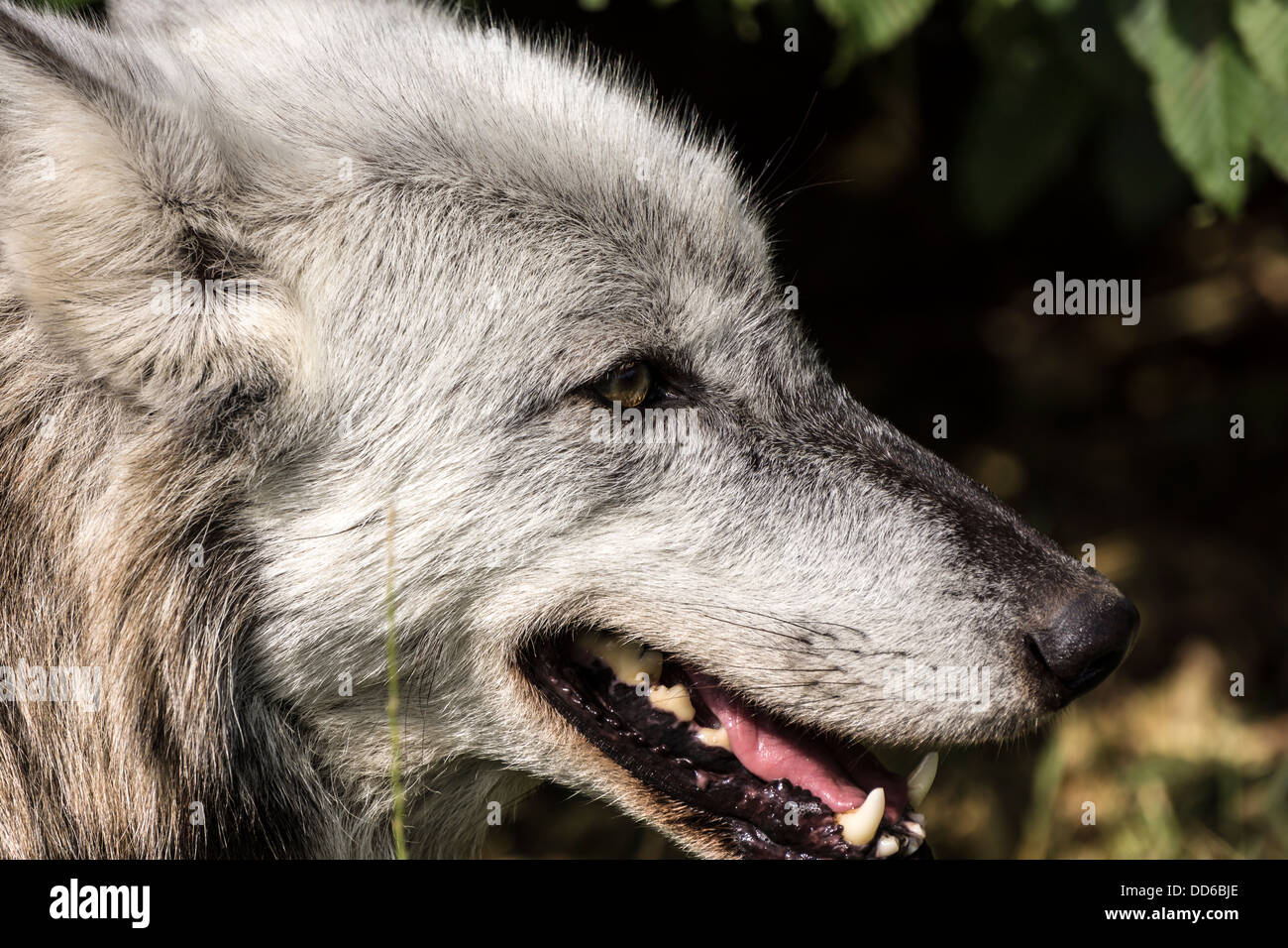 Un lobo en el vagabundeo en un santuario en Berkshire, Inglaterra. Foto de stock