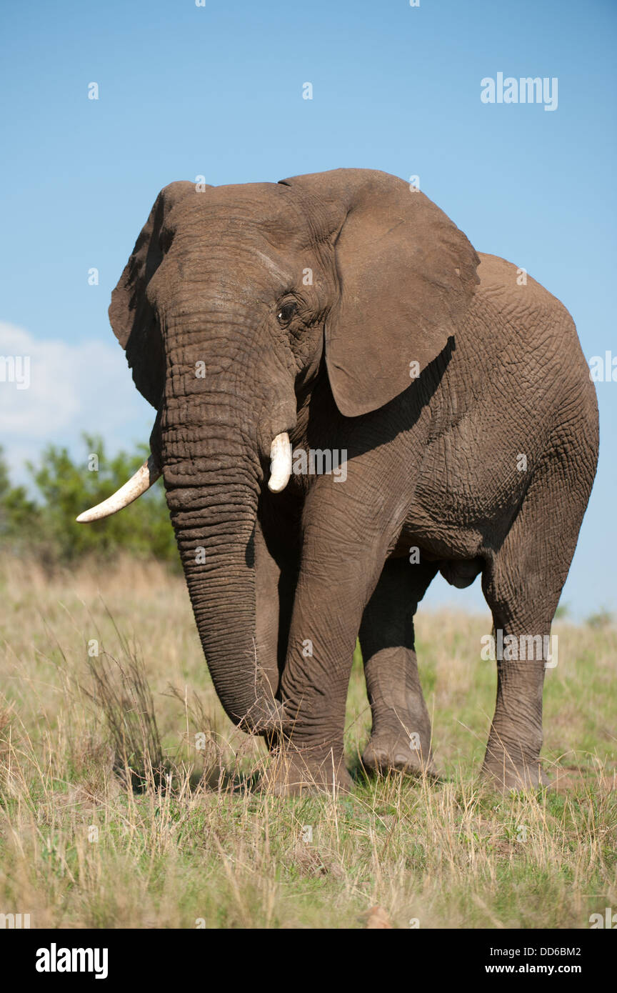 Elefante africano (Loxodonta africana africana), la Reserva de Animales de Pilanesberg, Sudáfrica Foto de stock