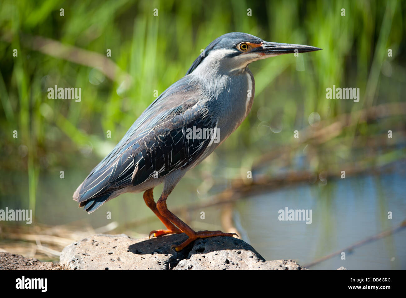 Verde-backed Heron, Butorides striata, la Reserva de Animales de Pilanesberg, Sudáfrica Foto de stock