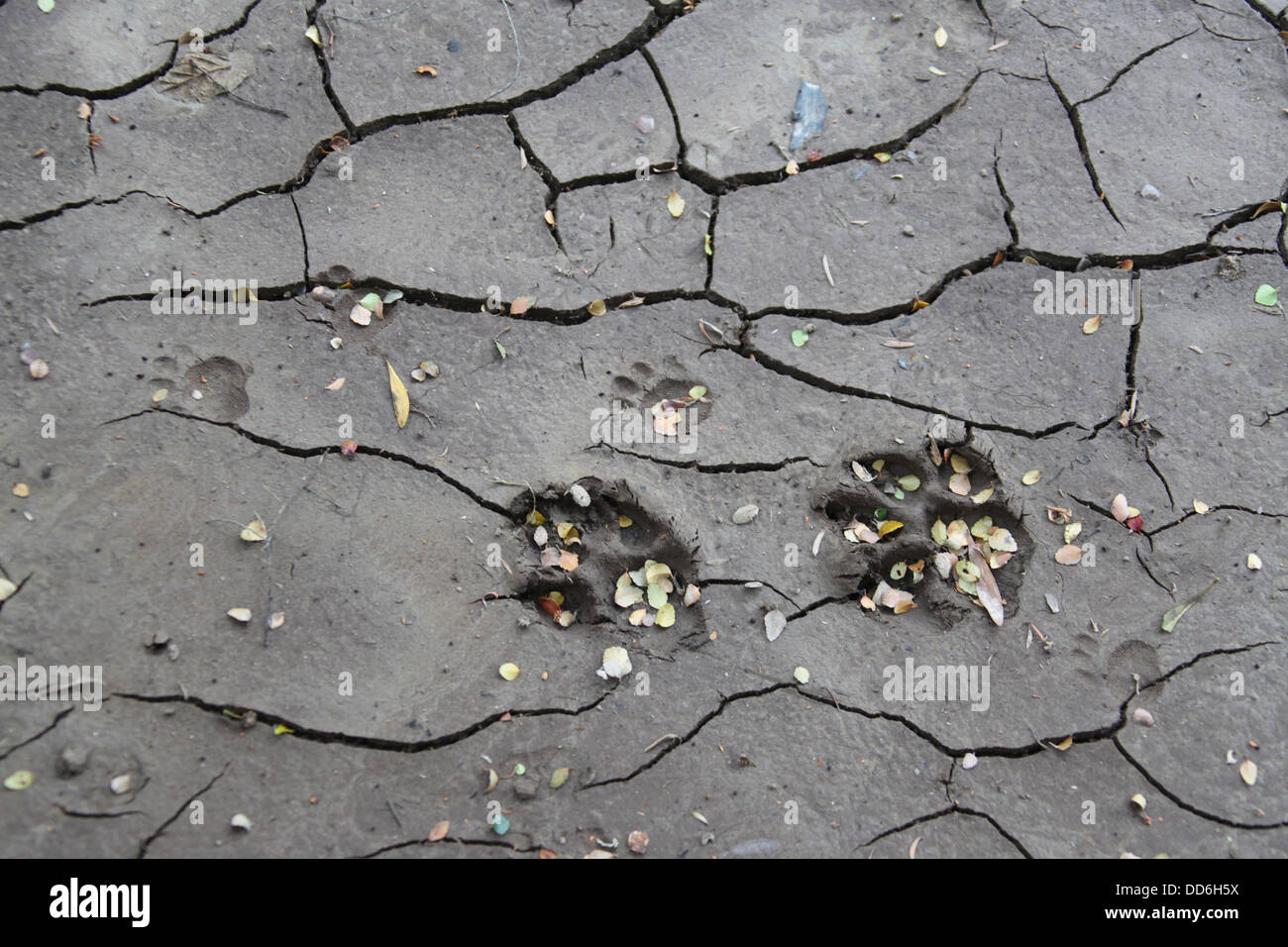 Huellas de animales encontrados en el barro blando en el lado del río salvaje en el desierto Tarkine Foto de stock