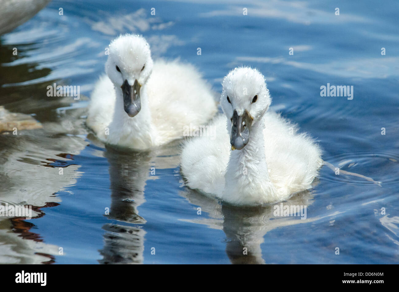 Cisne cygnets Cygnus olor nadar en agua dulce. Foto de stock