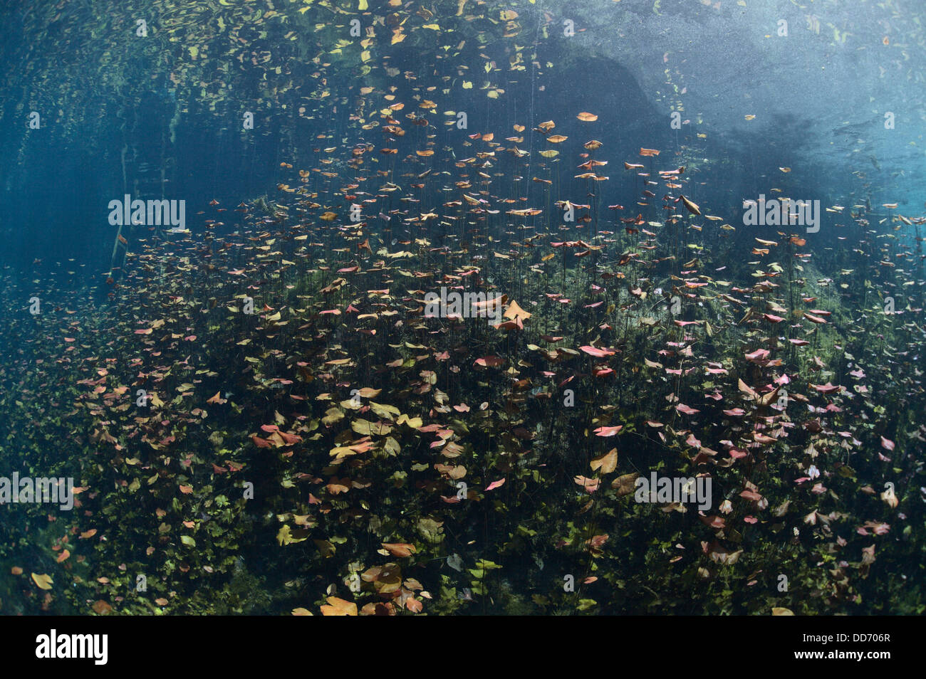 Lirios de agua a la entrada de Car Wash Cenote en México con reflejos en la superficie del agua. Foto de stock