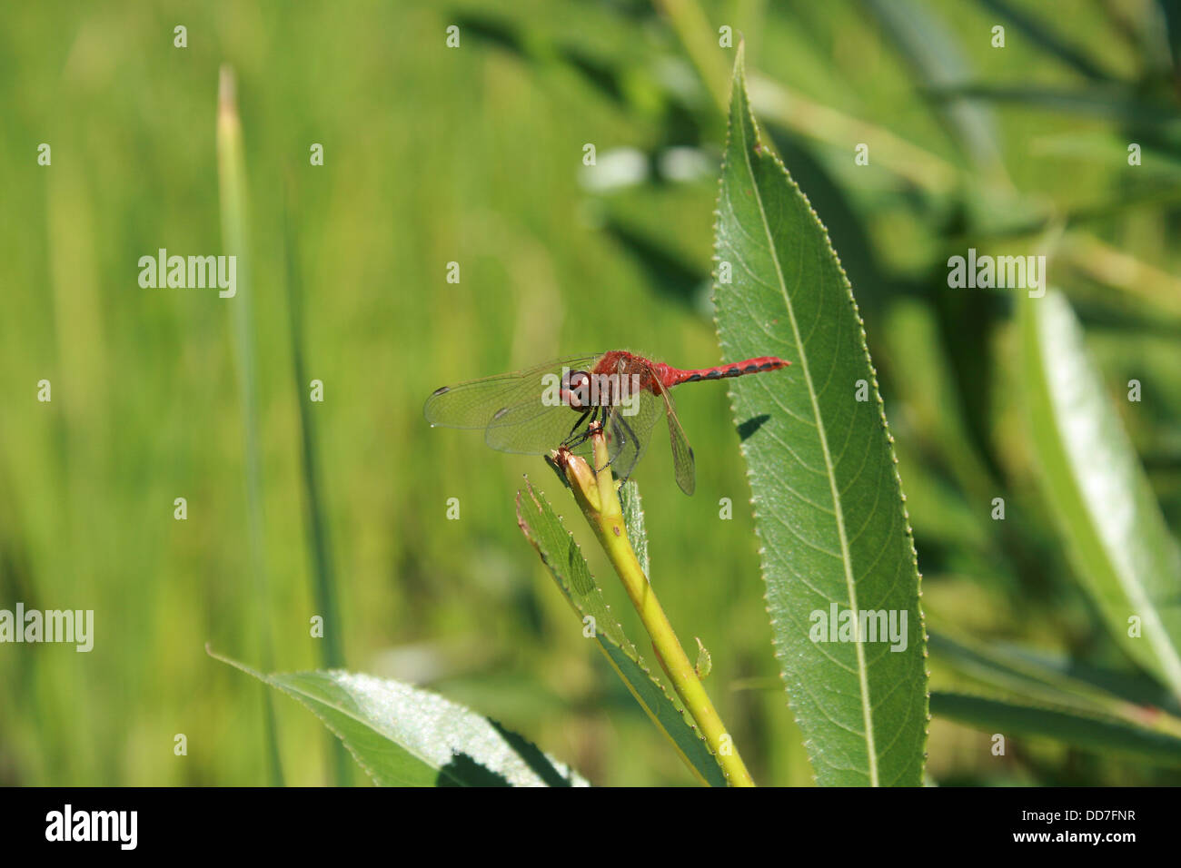 Una libélula roja permanente sobre el tallo de una planta en Altona, Manitoba, Canadá Foto de stock