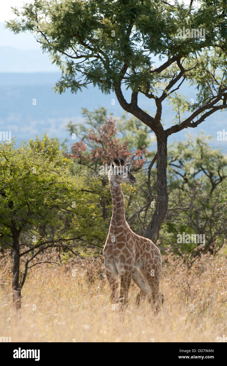 Los jóvenes del sur de jirafas (Giraffa camelopardalis giraffa), Weenen Game Reserve, Sudáfrica Foto de stock