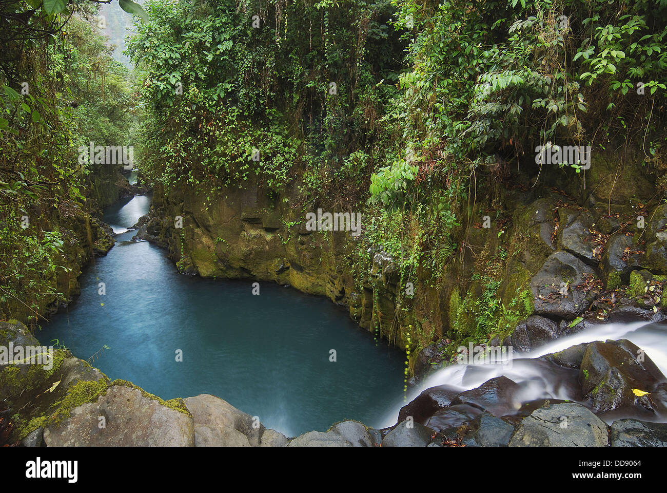 Selva ecuatorial. La isla de Bioko. Guinea Ecuatorial Fotografía de