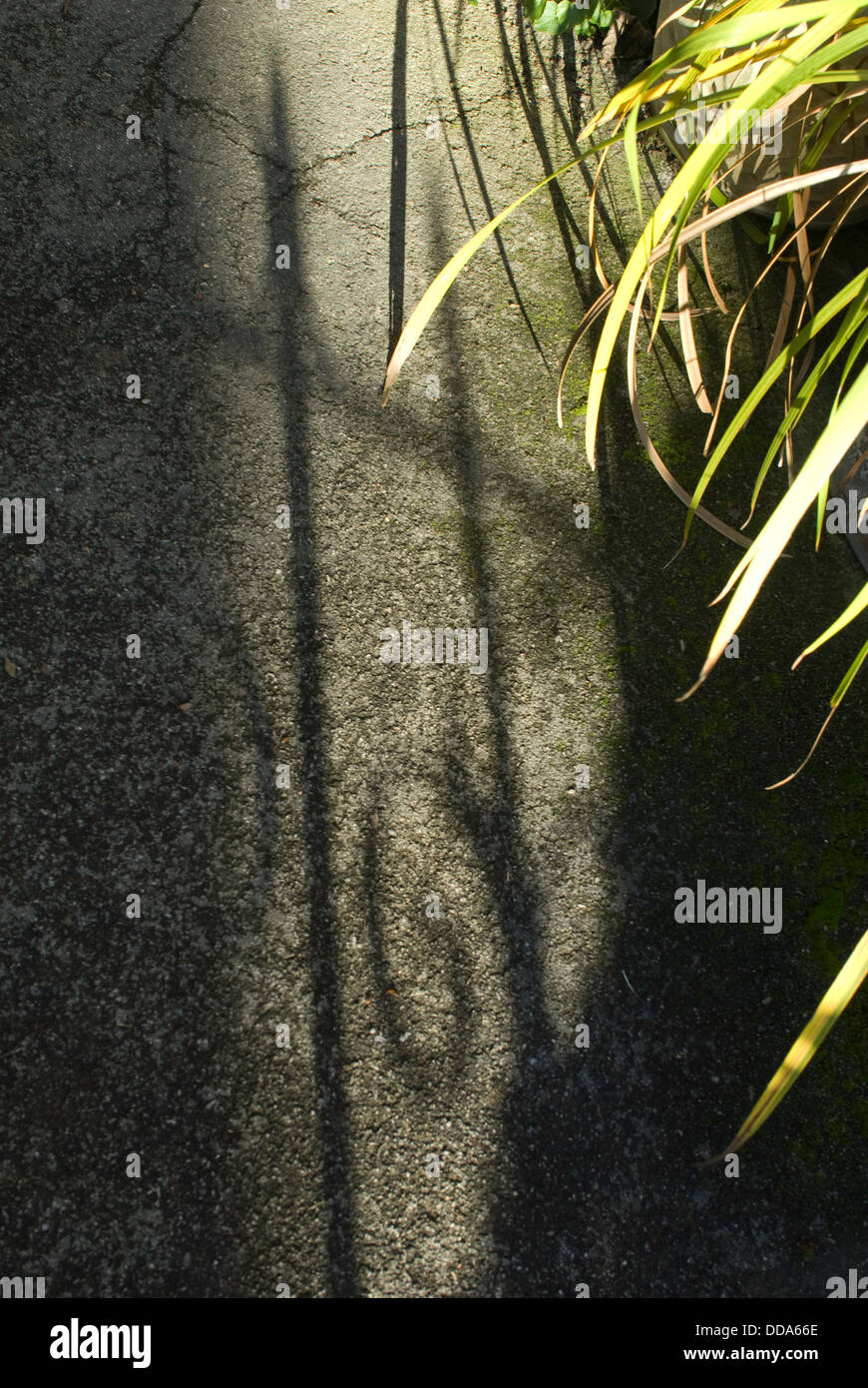 Hierba larga y ornamentada sombras de barandillas fundido en el suelo con luz solar intensa. Foto de stock