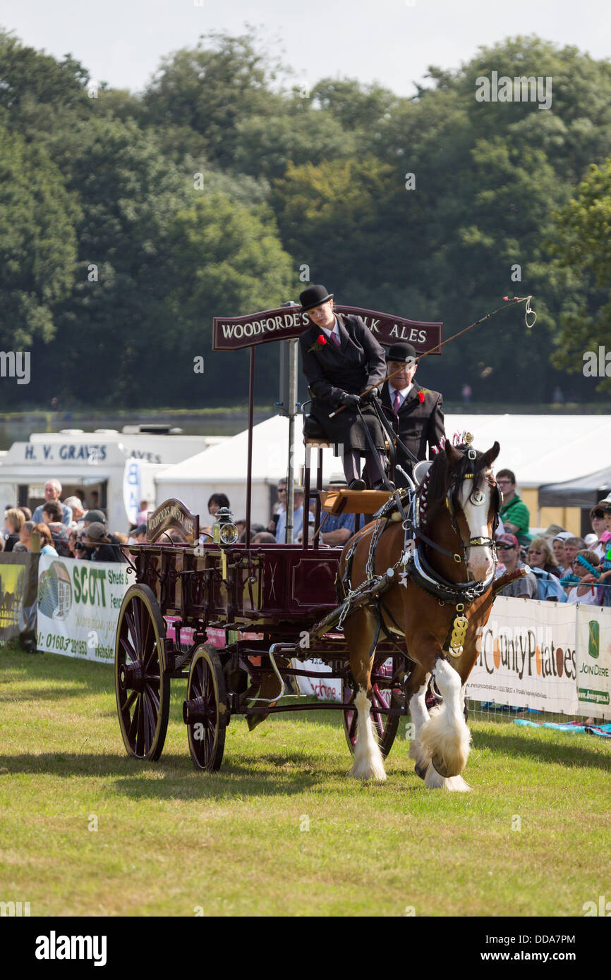 Una ale tradicional carro y Shire Horse actuando en un show de condado en Inglaterra Foto de stock