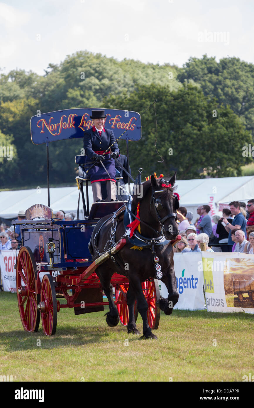 Un carro de alimentación tradicionales y Shire Horse actuando en un show de condado en Inglaterra Foto de stock