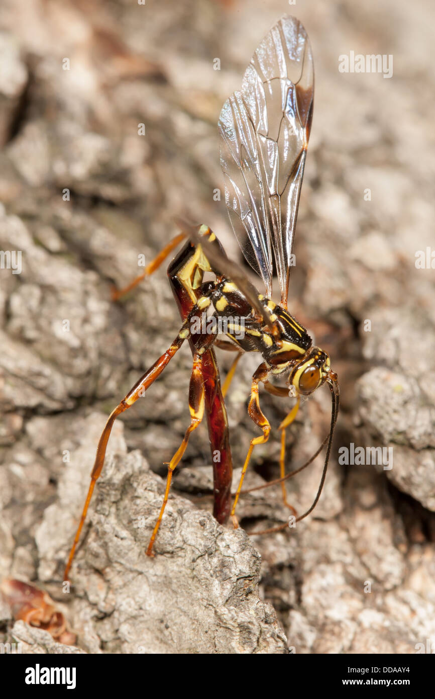 Mangosta egipcia gigante masculino (Megarhyssa macrurus) wasp intentos