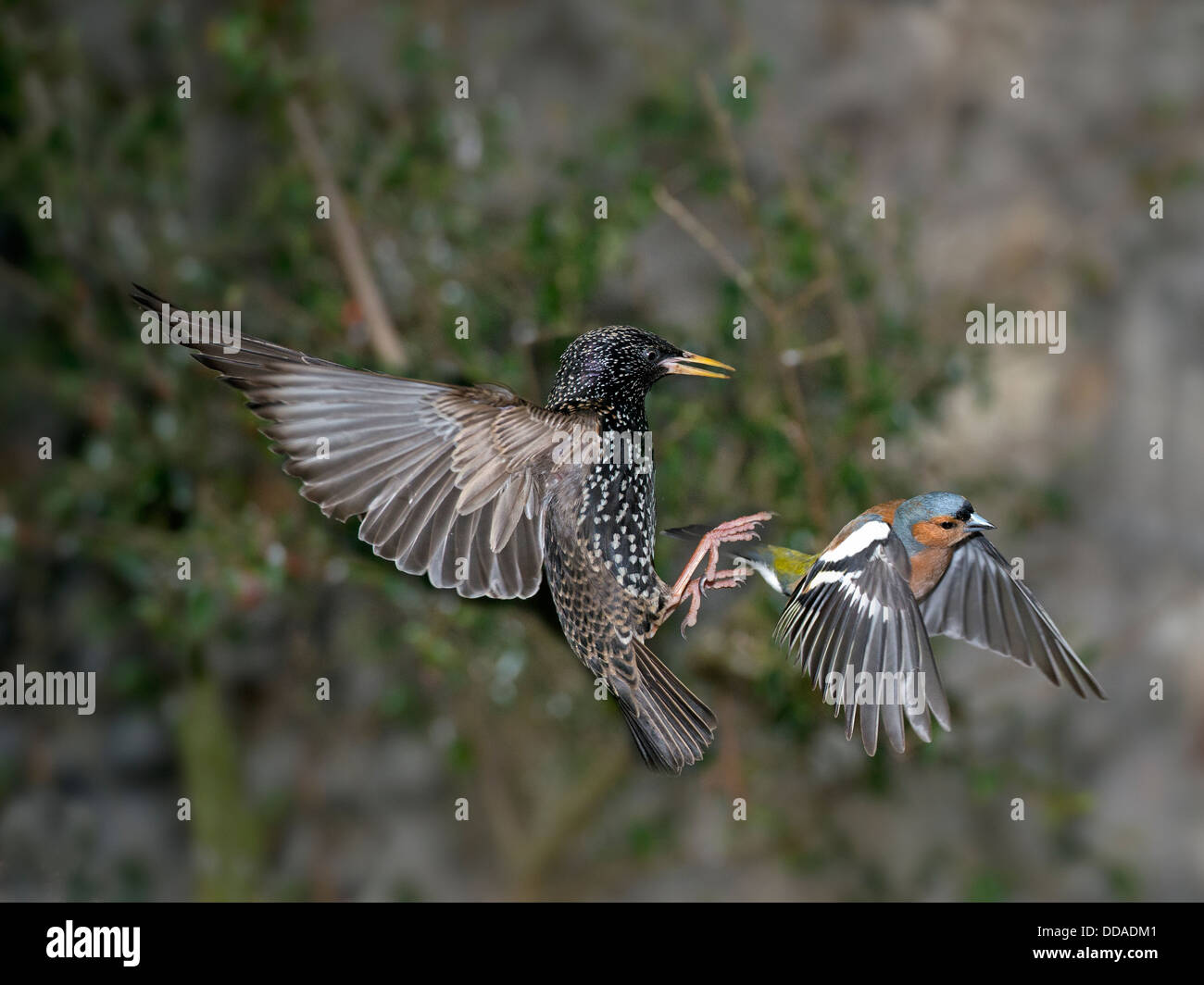 Un starling persiguiendo un rozamiento de un alimentador Foto de stock