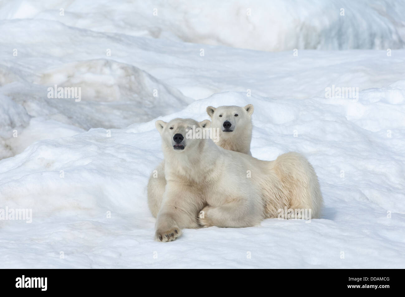 Madre de oso polar con dos años cub (Ursus maritimus), isla de Wrangel, Rusia Foto de stock