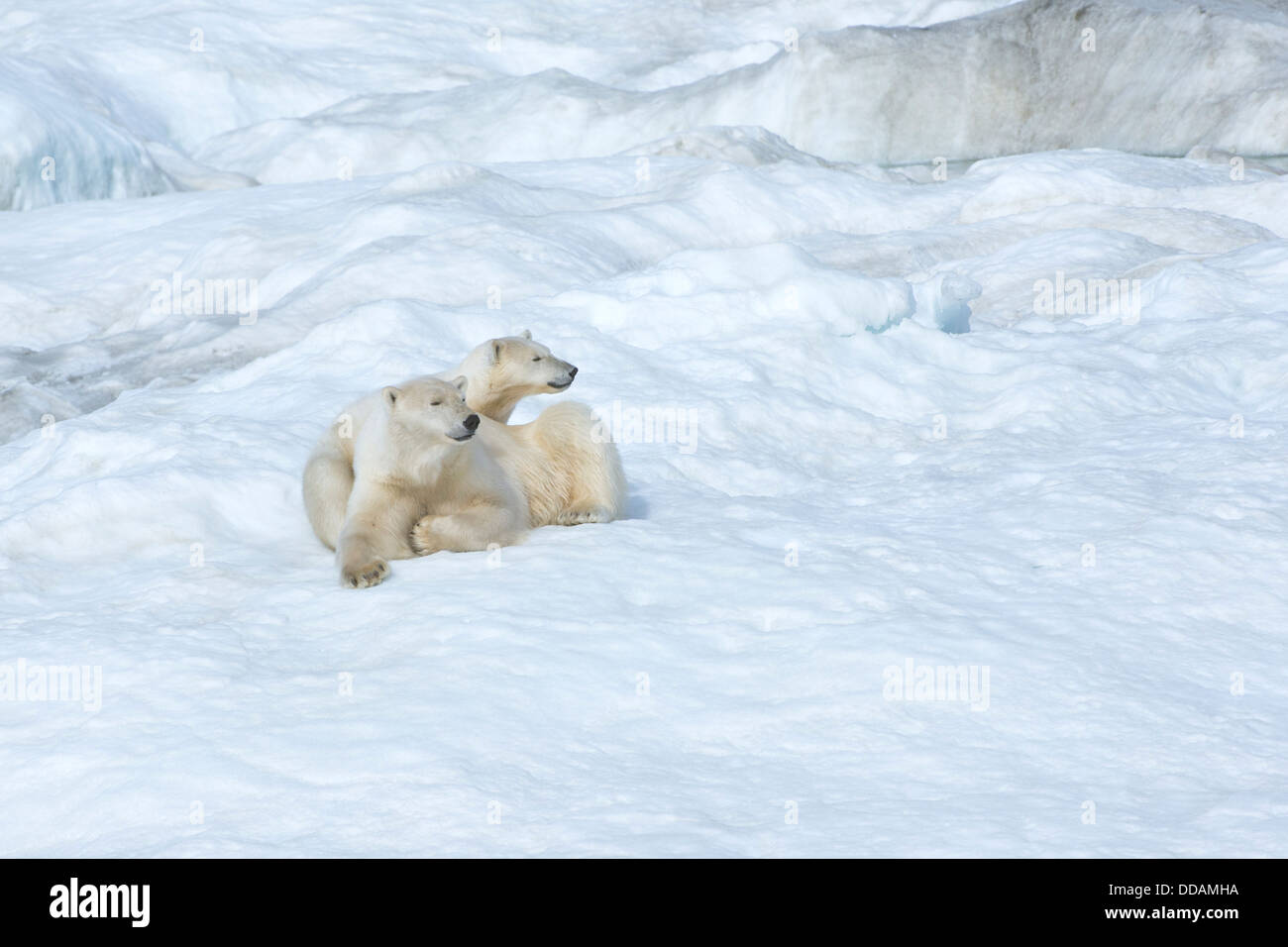 Madre de oso polar con dos años cub (Ursus maritimus), isla de Wrangel, Rusia Foto de stock