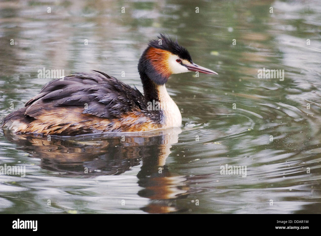 Somormujo Lavanco (Podiceps cristatus) en empollar tiempo nadando al nido Foto de stock