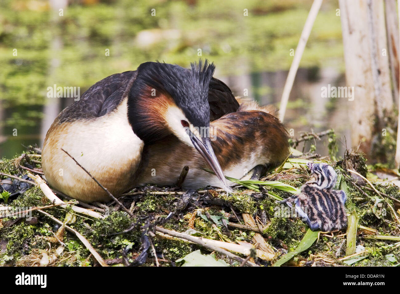 Somormujo Lavanco (Podiceps cristatus) adulto alimenta una pequeña pluma para el polluelo Foto de stock