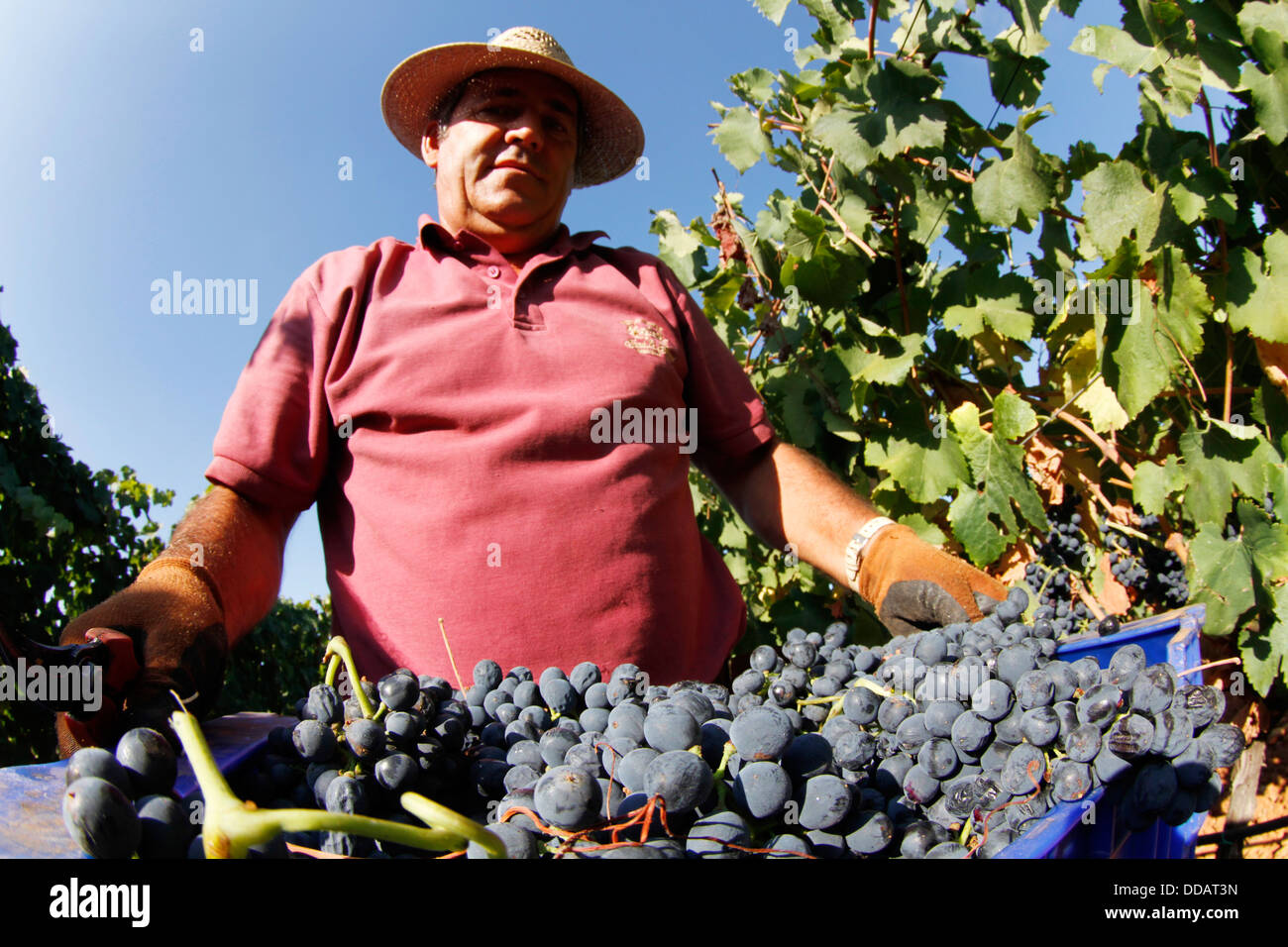 Cosecha de uva en la isla española de Mallorca Foto de stock