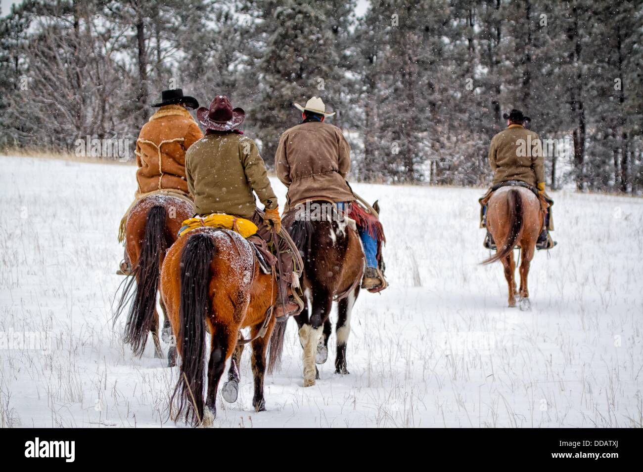 Cuatro vaqueros montando caballos en la nieve Fotografía de stock - Alamy