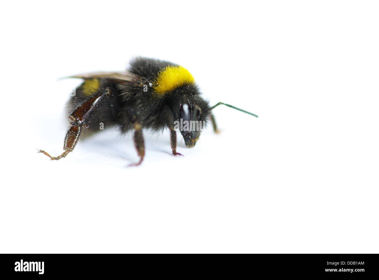 Bee Foto de stock