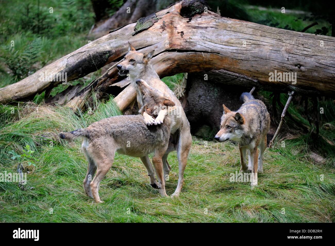 Unión lobos grises jugando lucha Canis lupus, Parque Nacional Bayerischerwald cautivos, Alemania Foto de stock