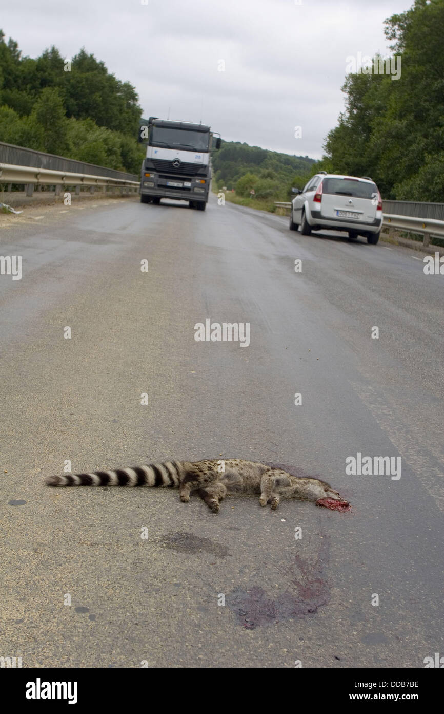 Los animales muertos en las carreteras Foto de stock