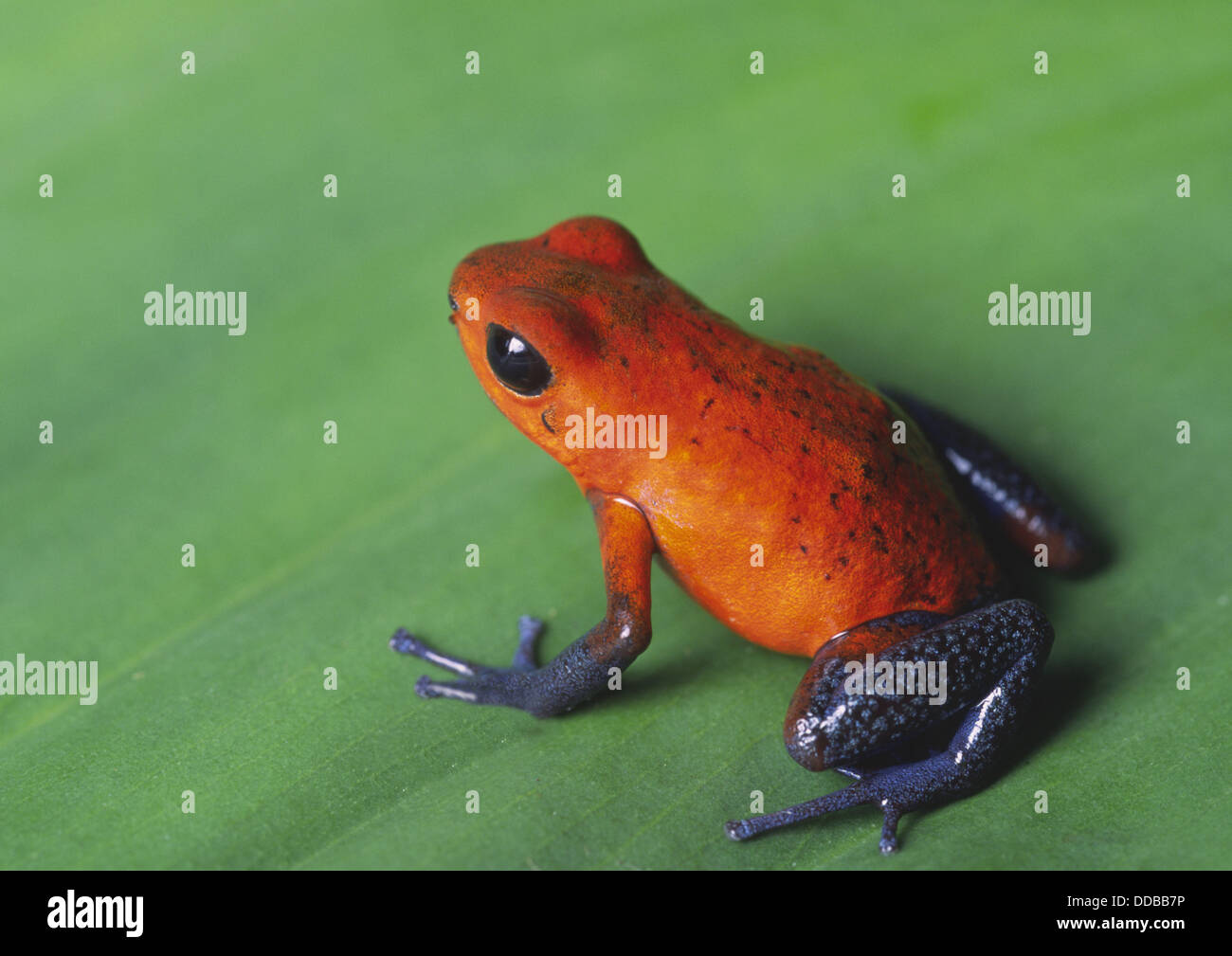 Una fresa poison dart frog (Dendrobates pumilio) sentada sobre una hoja en la selva de Costa Rica Foto de stock