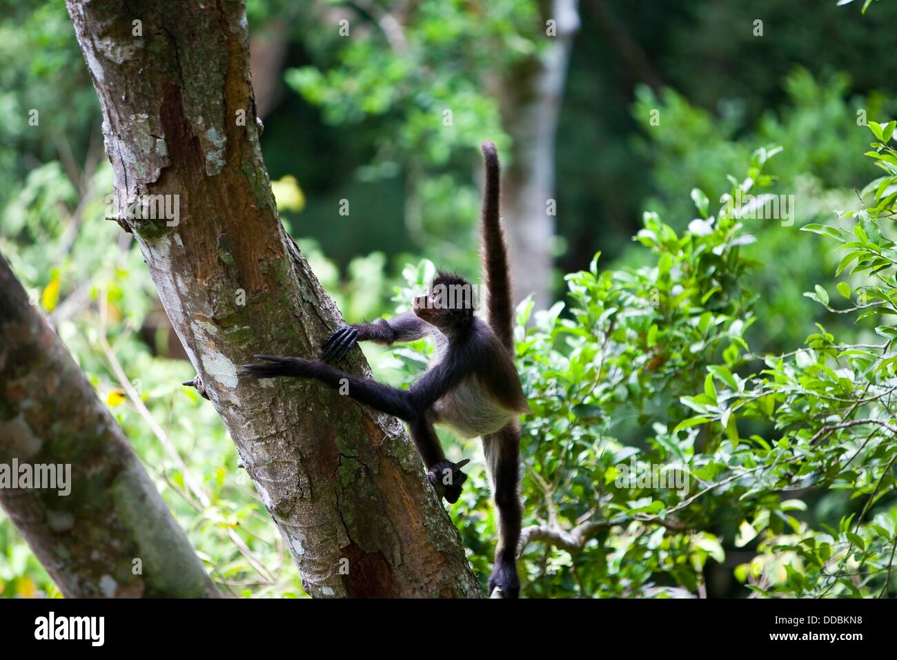 Guatemala Peten Tikal Mono Arana Fotografia De Stock Alamy