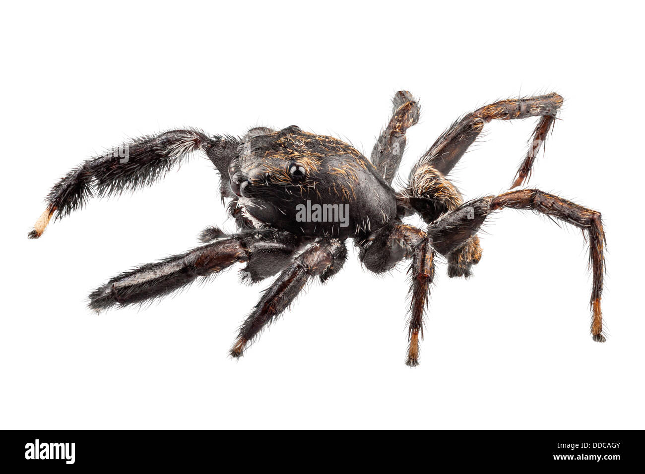 Araña negra en alta definición con extrema focus Foto de stock