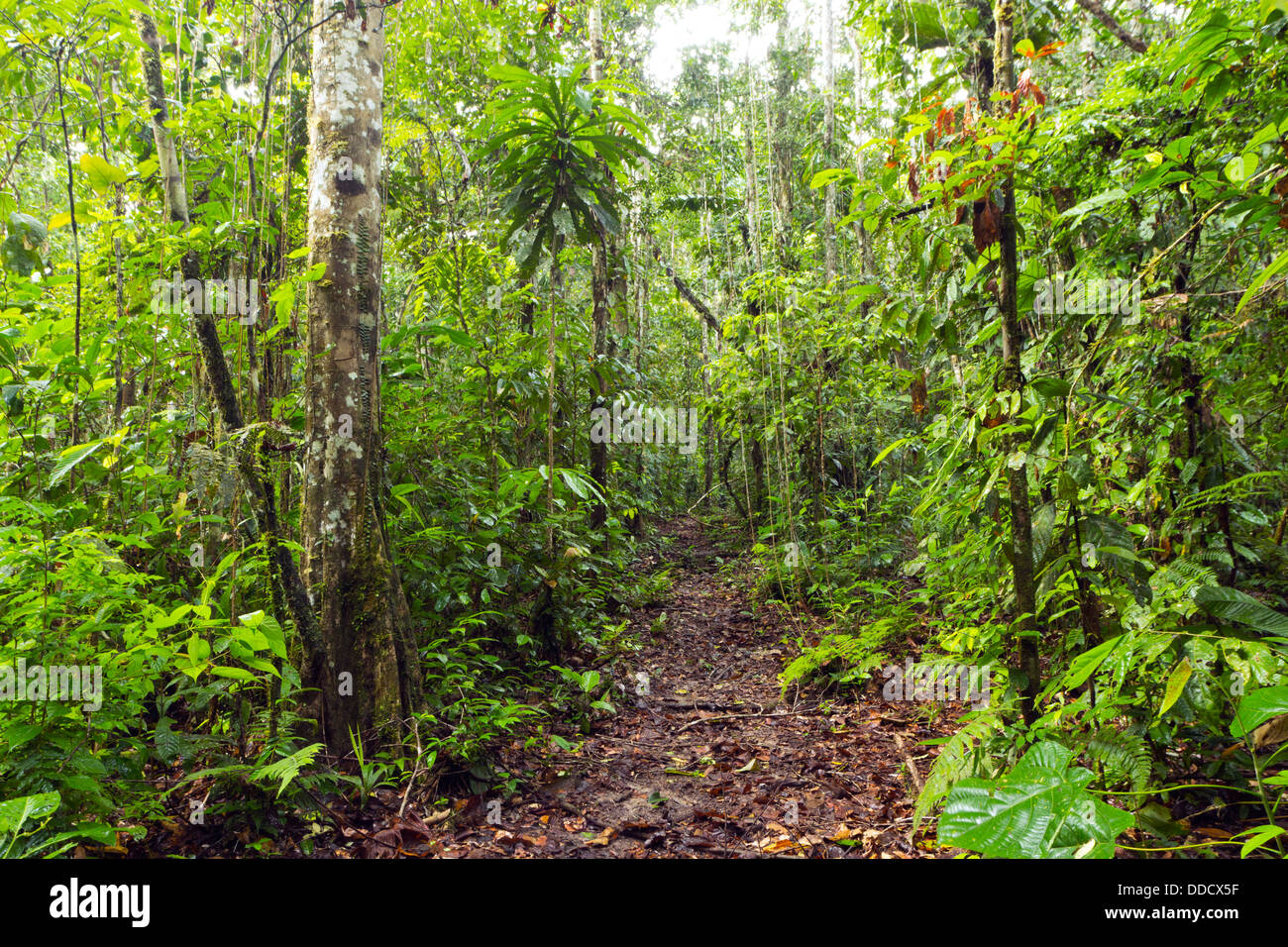 Camino a través del bosque tropical primario en el Amazonas ecuatoriano. Foto de stock