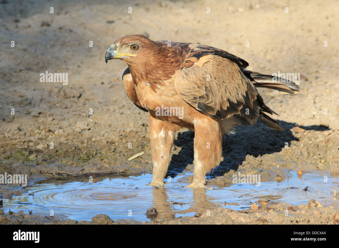 Buitre Leonado - Fondo de Aves Silvestres y Raptor la belleza de África. En el medio silvestre. Agua Azul y águila real. Foto de stock