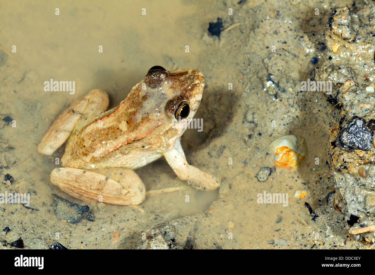 Selva enano sapo (Leptodactylus wagneri) en un charco lodoso, Ecuador Foto de stock