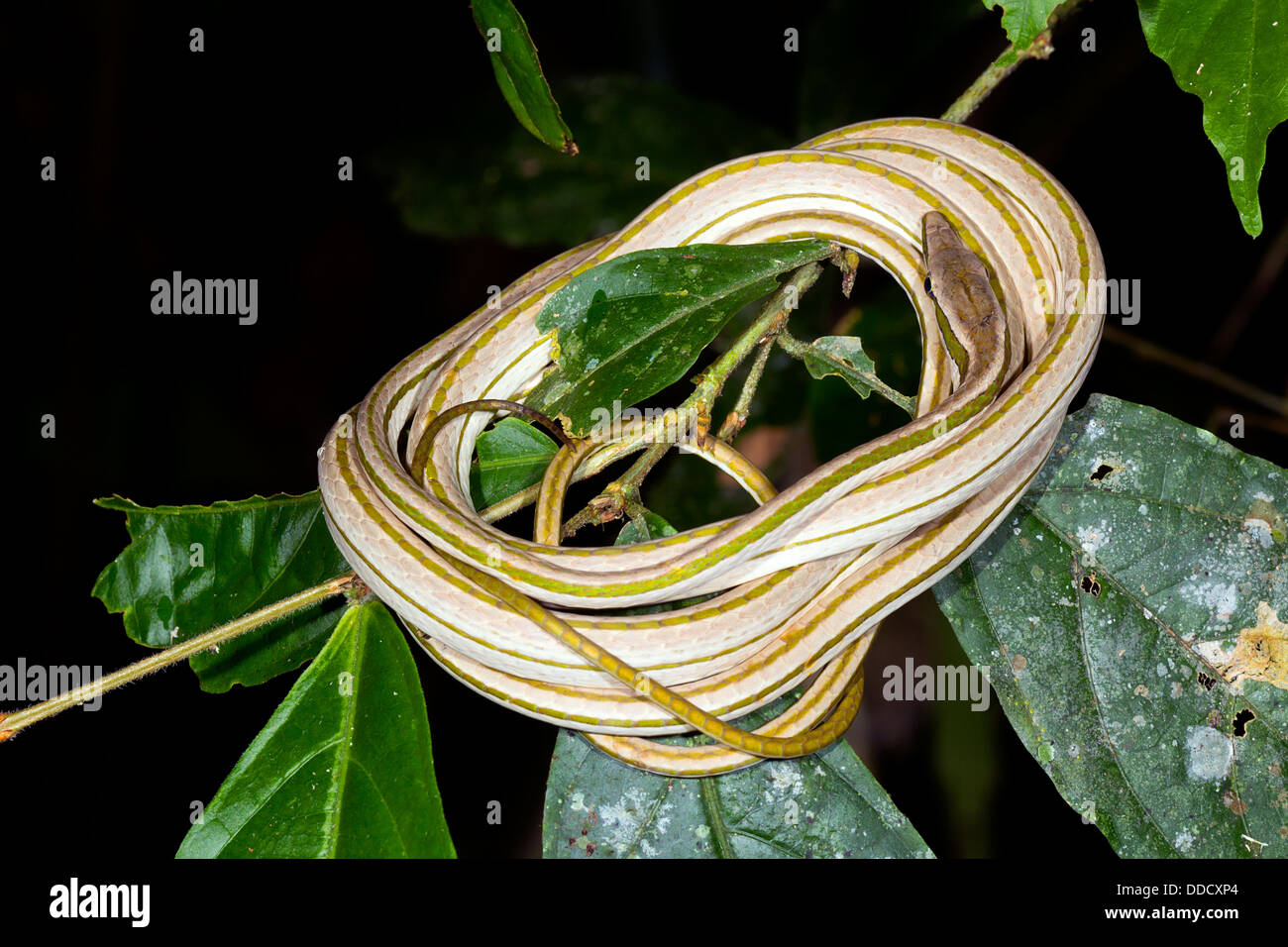 La Serpiente (vid Xenoxybelis argenteus) enrollada en el sotobosque de la selva, Ecuador. Foto de stock