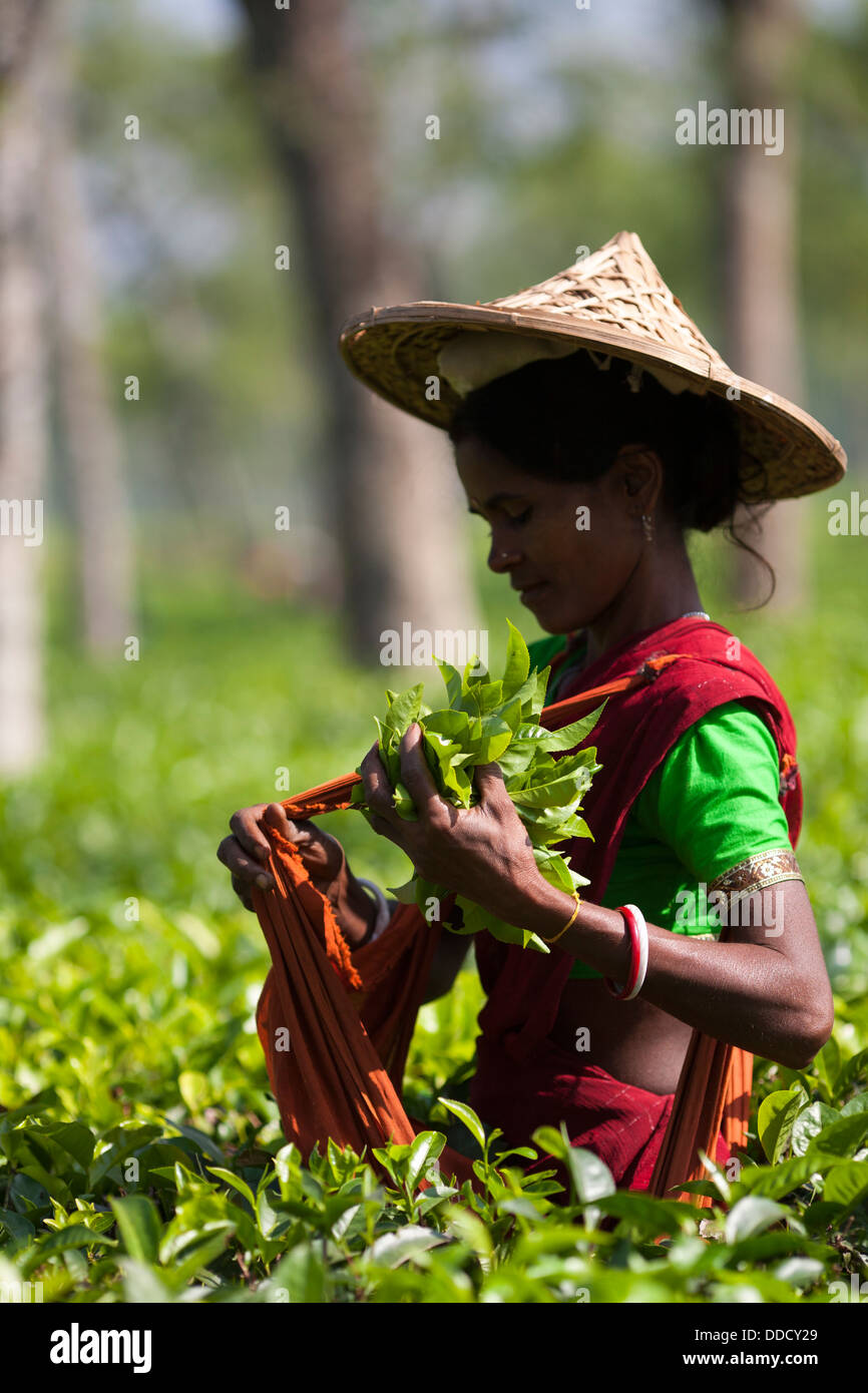 Un obrero hindú portando un gran sombrero de paja picks arbustos del té en  los jardines alrededor de la División Syhlet Srimongol en Bangladesh  Fotografía de stock - Alamy