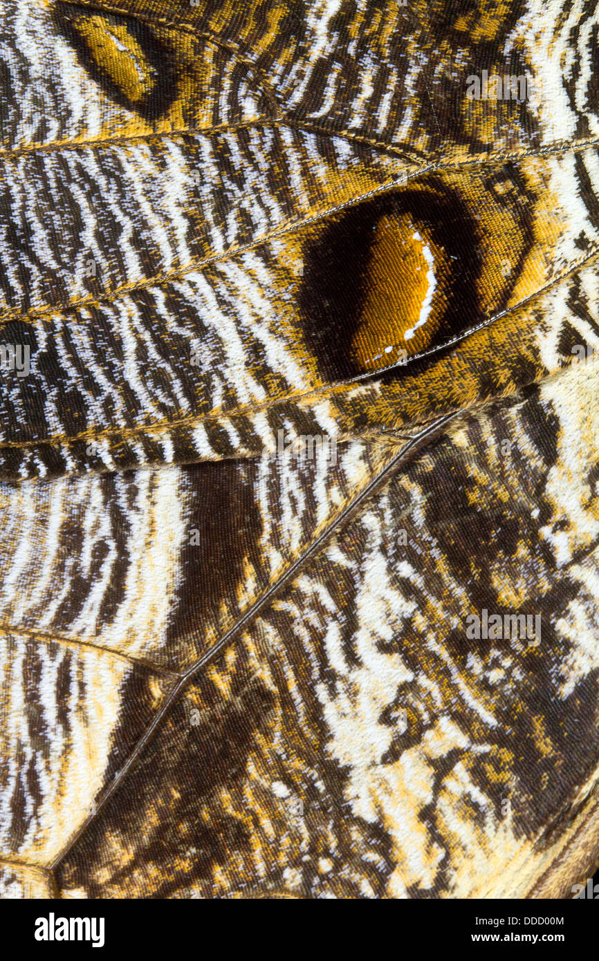 Patrón en el ala de una mariposa búho (Caligo eurilochus) Foto de stock