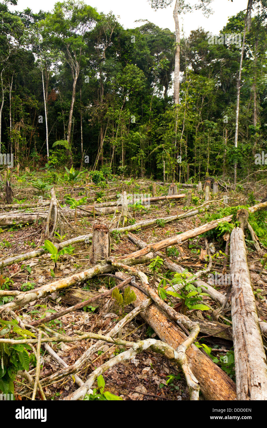 Cortar la selva tropical para la agricultura en el Amazonas ecuatoriano. Foto de stock