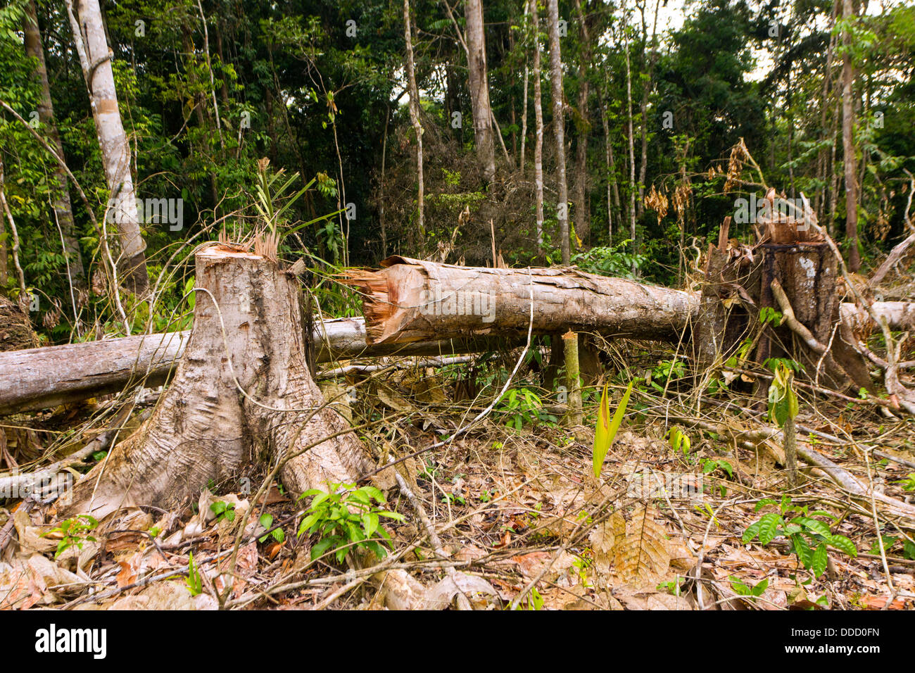 Cortar la selva tropical para la agricultura en el Amazonas ecuatoriano. Foto de stock