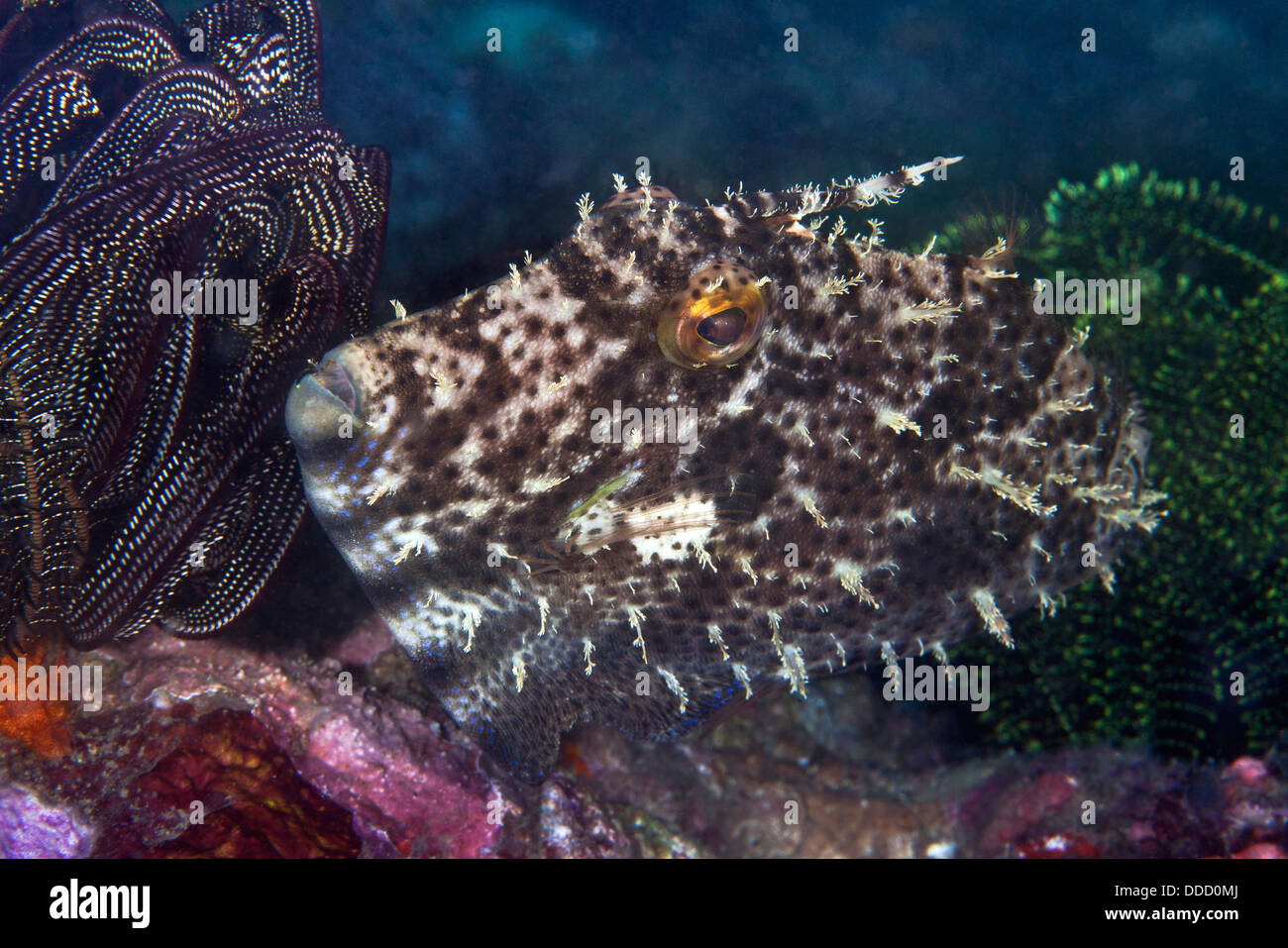 Cerrar imagen de una Strapweed filefish enclavado entre crinoideos. Puerto Galera, Filipinas. Foto de stock