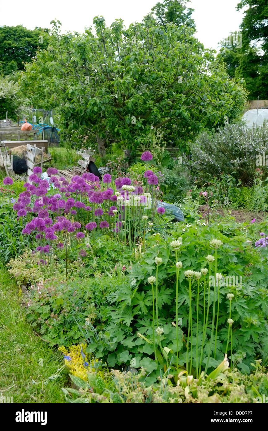 Alliums son hermosas, agregar estructura a una parcela y las abejas les encantan. Foto de stock