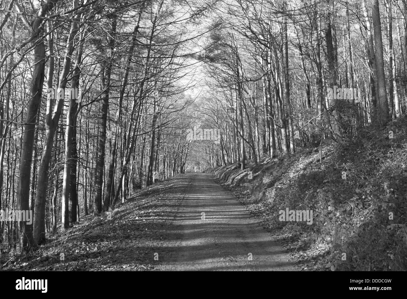 Tunel de árboles, Wicklow, Irlanda Foto de stock