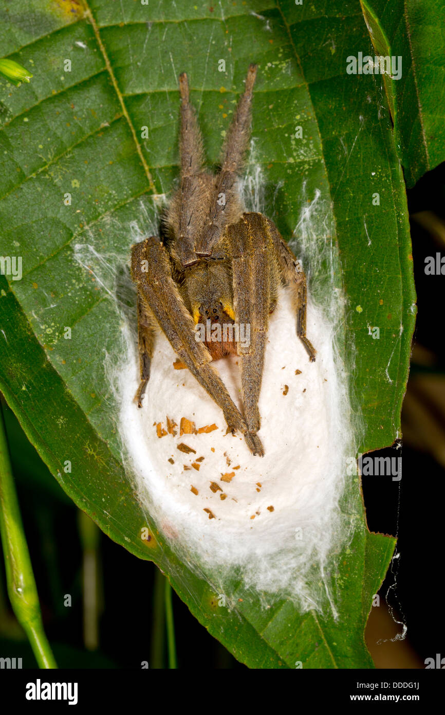 Veneno de araña errante (Phoneutria sp.) vigila una camada de huevos Foto de stock