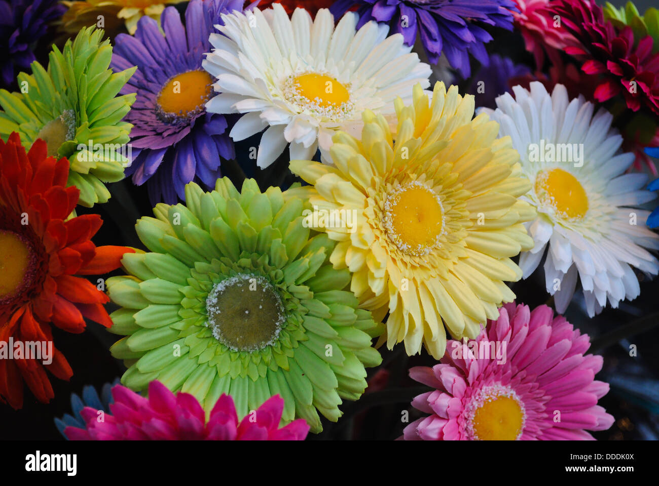 Margaritas de colores fotografías e imágenes de alta resolución - Alamy