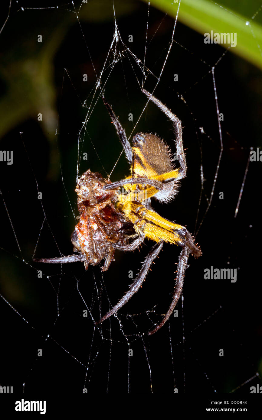 Orb amazónico-web spider comiendo una presa tema en la noche, Ecuador Foto de stock