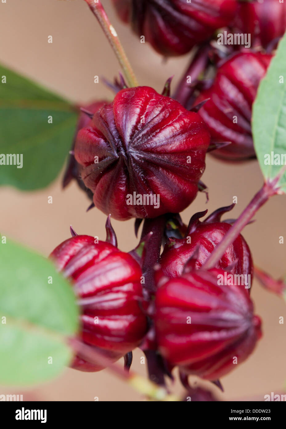 Fruto de la Hibiscus sabdariffa Fotografía de stock Alamy