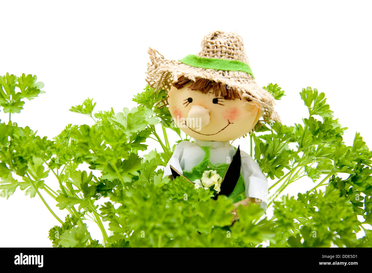 Jardinero muñeco con perejil Fotografía de stock - Alamy