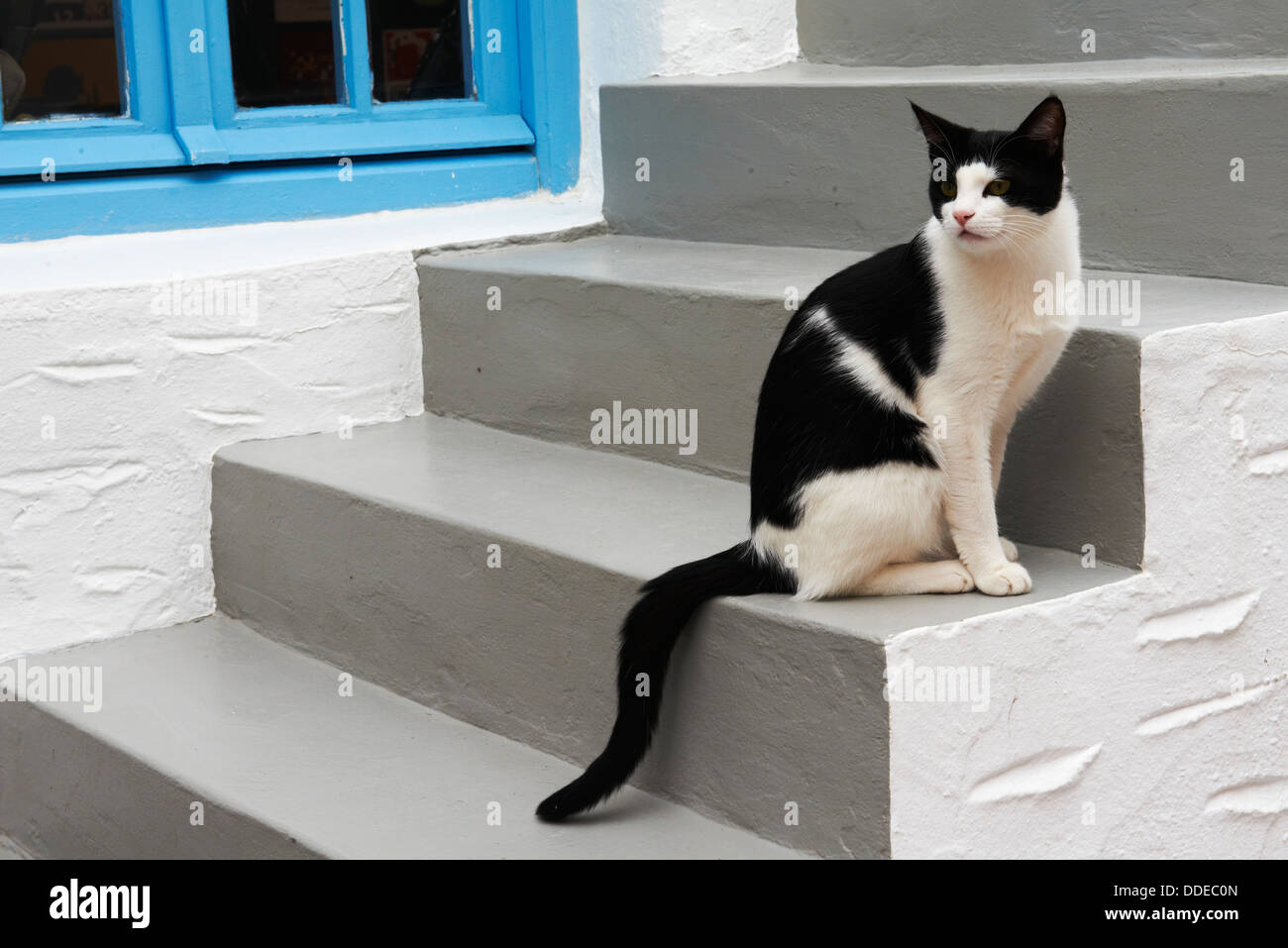En Grecia, en las islas Cícladas, Santorini street cat. Foto de stock