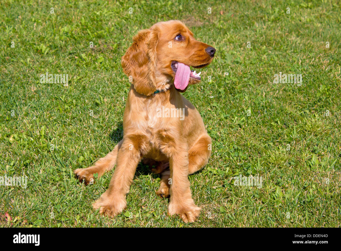 Cocker Spaniel Dorado Ingles Fotos E Imagenes De Stock Alamy