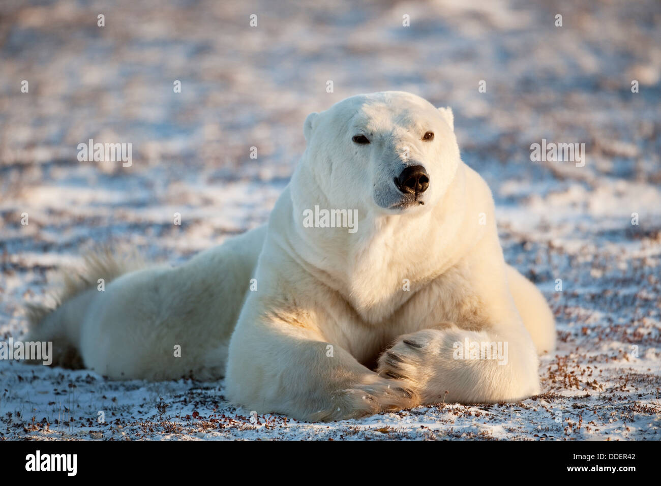El oso polar (Ursus maritimus) acostado en la tundra congelada, mirando hacia arriba, Churchill, Manitoba, Canadá. Foto de stock