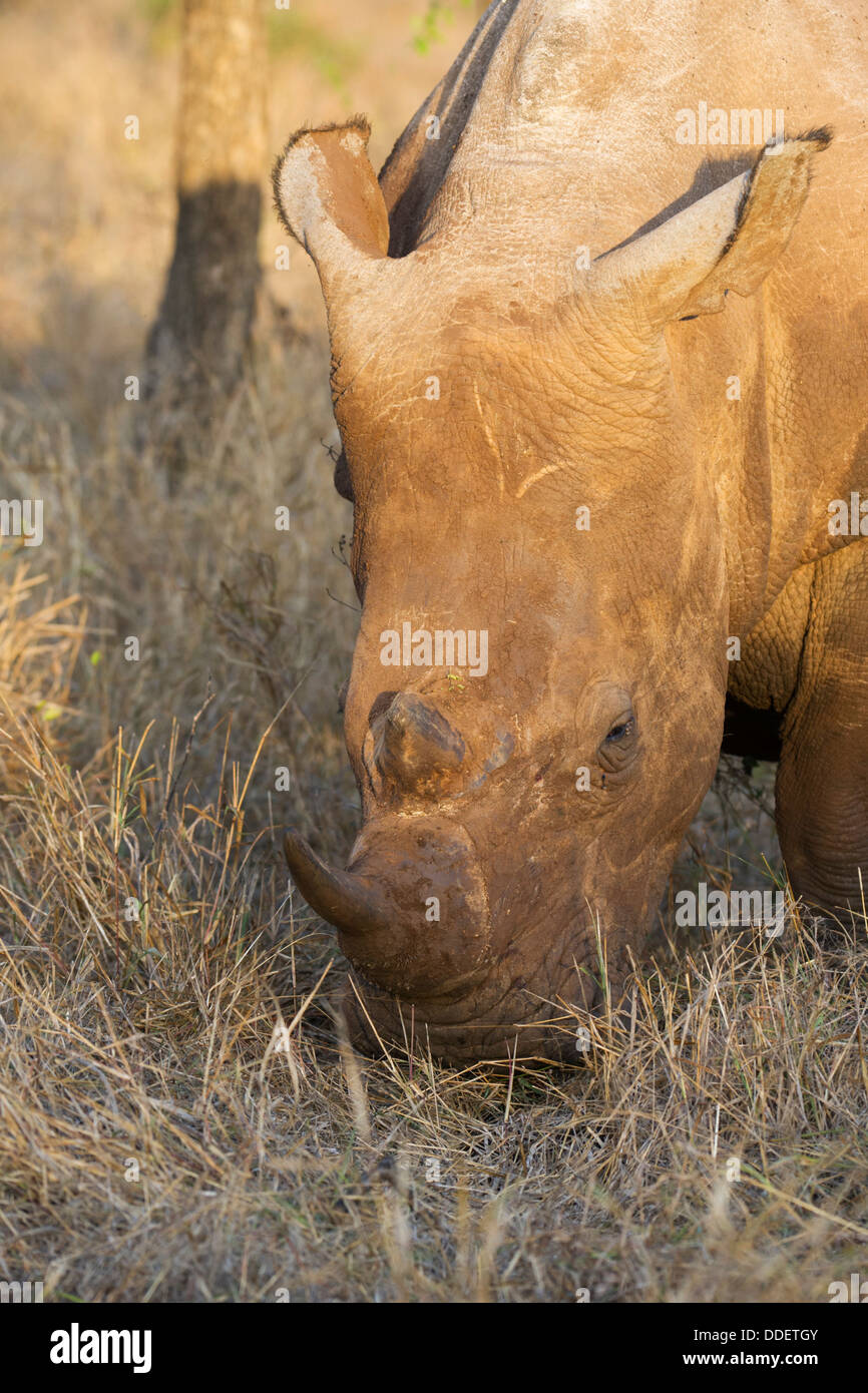 Rinoceronte blanco Foto de stock