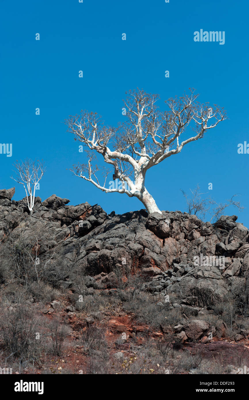 Deshojado árbol con corteza plateada creciente sobre una cresta rocosa, silueta contra el cielo, región Kunene, Namibia Foto de stock