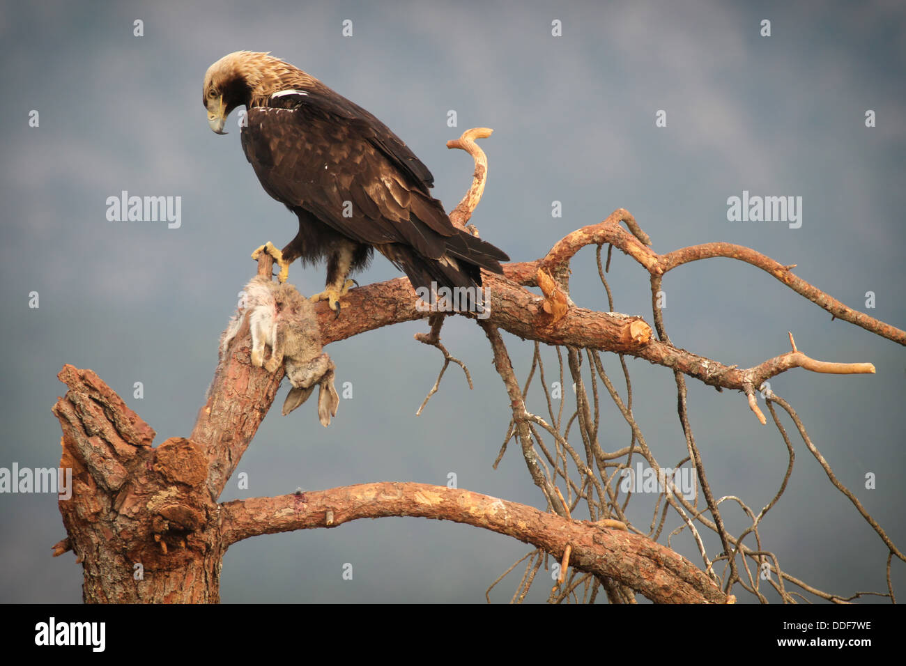 Águila Imperial (Aquila adalberti) en la rama de árbol con conejo presa. Foto de stock