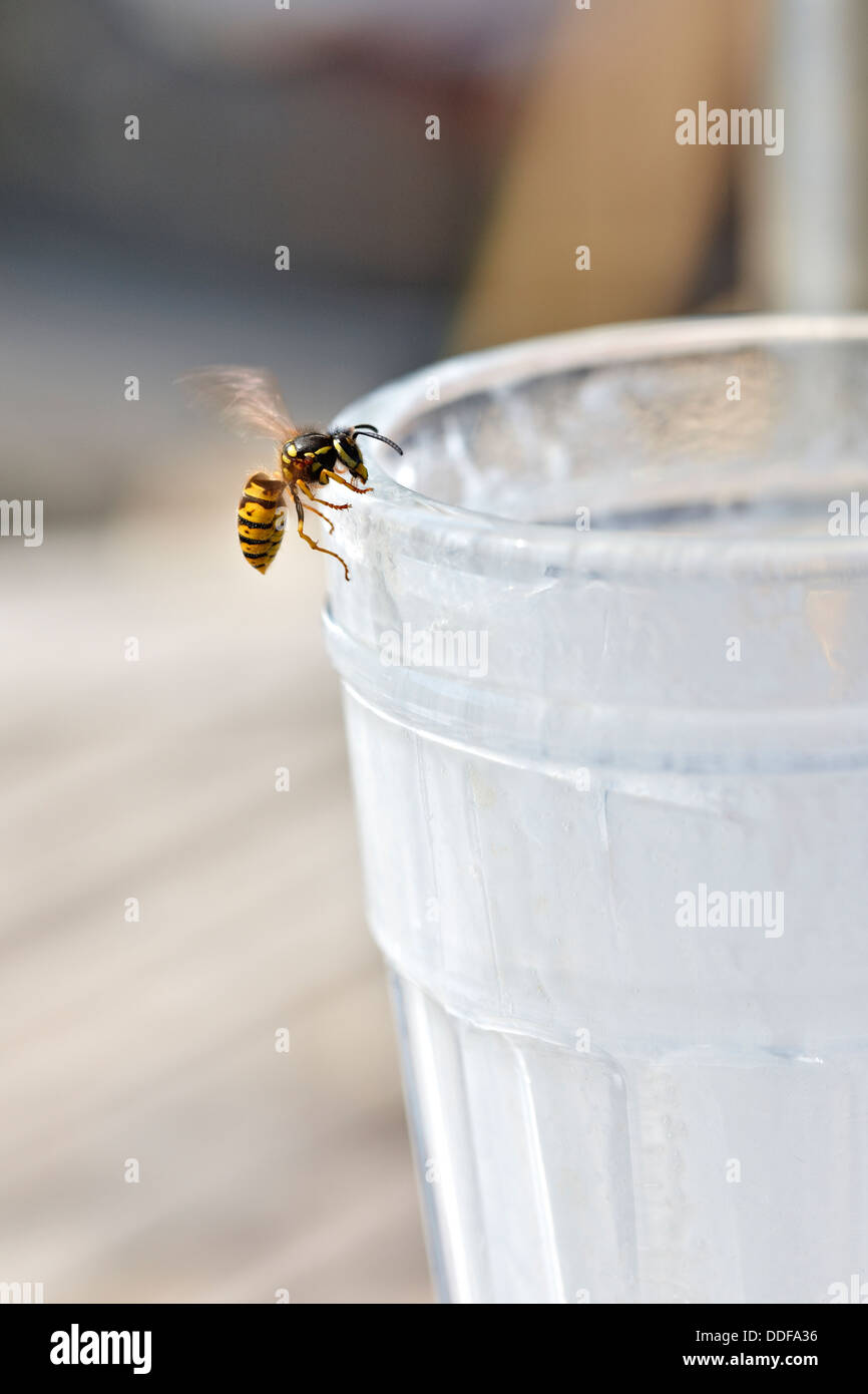 Wasp en vaso, al aire libre en verano Foto de stock