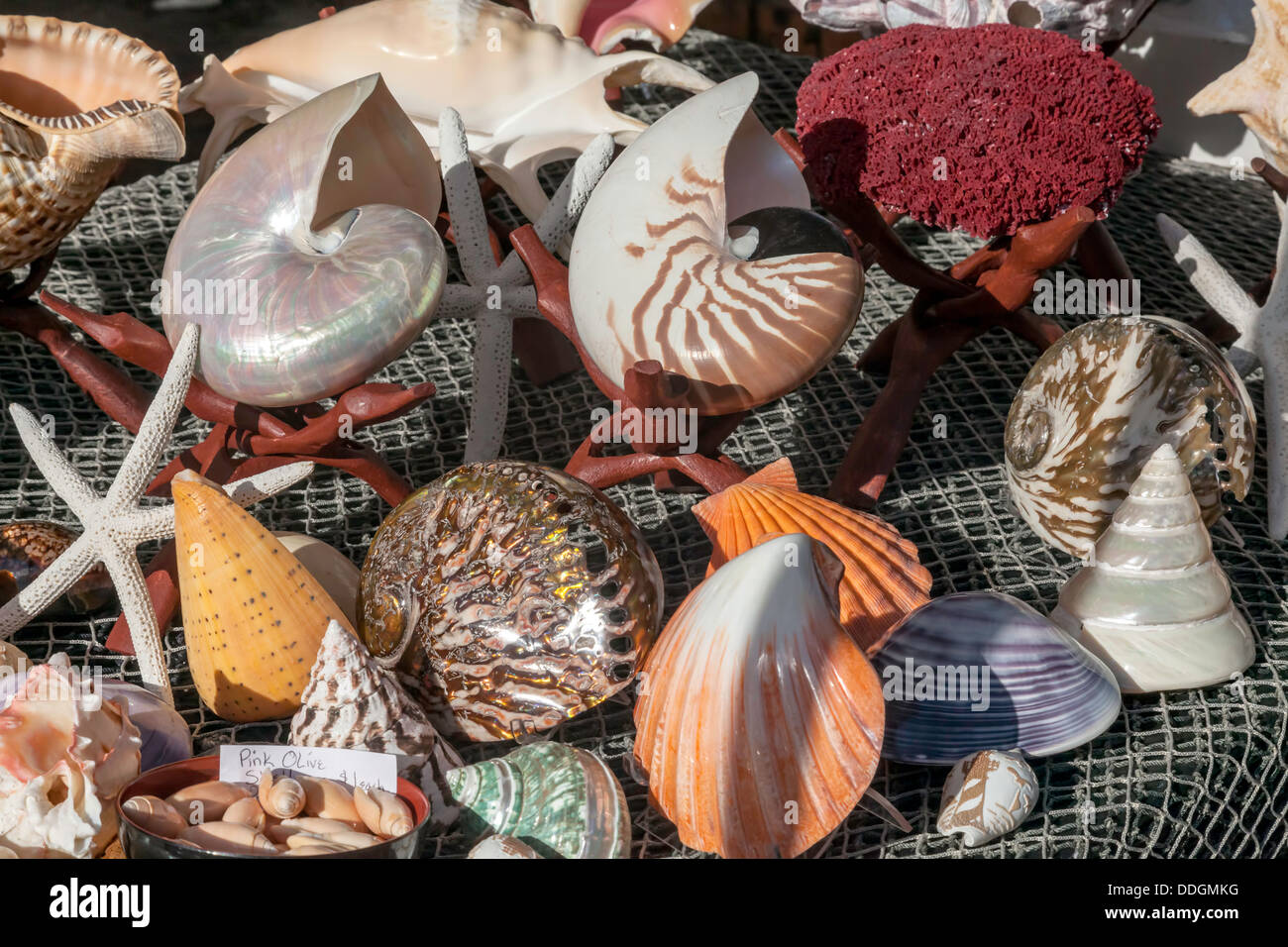 Decoración De Las Estrellas De Mar Y De Las Piedras Imagen de archivo -  Imagen de macro, conchas: 44054559